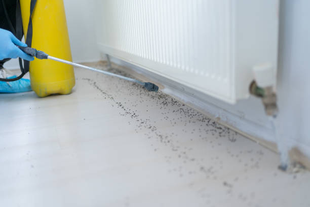 Flea Control Services in Timberlake, VA